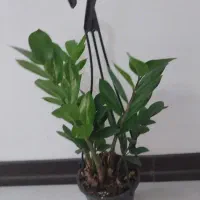 برگ عبایی|گل و گیاه طبیعی|خمینیشهر, |دیوار