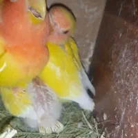 طوطی کوتوله