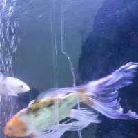 سه عدد ماهی کوی باله بلند 30سانتی|ماهی|مشهد, تلگرد|دیوار