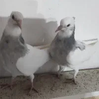 فروش جوجه طوقی