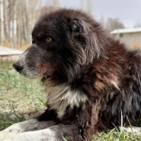 داگ واکر (سگ گردان)