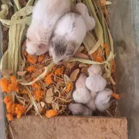 جفت همستر نر و ماده با توله