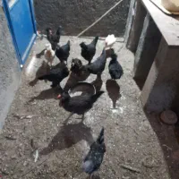 مرغ و خروس زینتی وسلطان