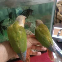 گرینجیک دستی|پرنده|گرگان, |دیوار