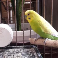 جفت مرغ عشق|پرنده|رشت, فلسطین|دیوار