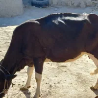 گاوماده وگوساله|حیوانات مزرعه|هیدوچ, |دیوار