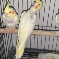 عروس هلندی جفت با جوجه