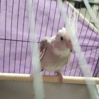 عروس هلندی|پرنده|اسفراین, |دیوار