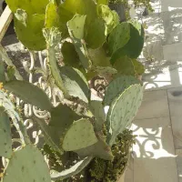 فروش گل  اپارتمانی