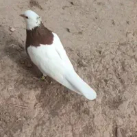 سینه و طاقی فروشی|پرنده|پائین جام, |دیوار