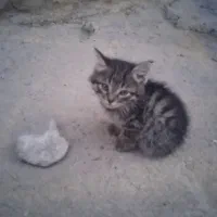 گربه خونگی