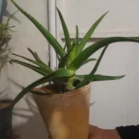 گل طبیعی|گل و گیاه طبیعی|مشهد, نظام دوست|دیوار