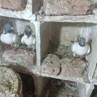 کبوتر دورح گوباش|پرنده|اردبیل, |دیوار