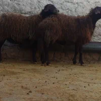 میش هترو و شال  آبستن میش بره دار گوسفند بره قوچ