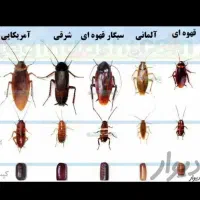 سمپاشی ساس سم پاشی سوسک وحشرات منزل واماکن