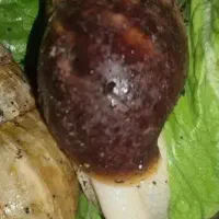 فروش حلزون قهوه ای