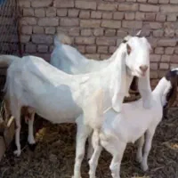 کولار و بز پاکستانی گوش بلند