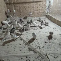 کبوتر پرشی|پرنده|سمنان, |دیوار