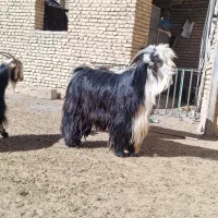 فروش چپش دبر.بعده|حیوانات مزرعه|لاران, |دیوار