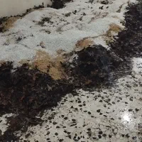 خاک برگ|گل و گیاه طبیعی|گنبد کاووس, |دیوار