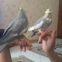 عروس  هلندی جفت سرحال یاقفس وسایل