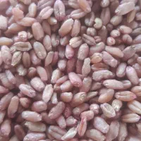 گندم برات و چمران۲