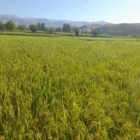 برنجی ز دامنه‌ی رشته کوه هزار مسجدخراسان رضوی لاین|خوردنی و آشامیدنی|تهران, ایران|دیوار