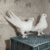 جفت کبوتر کاکلی پاپر