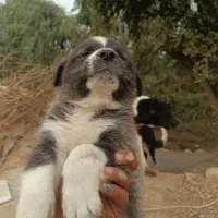 واگذاری سگ قدرجونی|سگ|دزفول, |دیوار