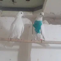 کبوتر|پرنده|قم, وادی السلام|دیوار