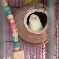 مرغ عشق|پرنده|قشم, |دیوار