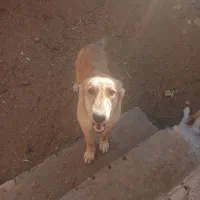 سگ پنج ماهه شیش انگوشت سرابی