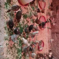 فروش جوجه مرغ دوماهه و جوجه یک ماهه