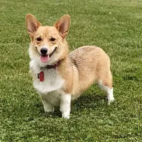 سگ پامرانین روباهی