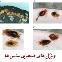 سمپاشی(موریانه زدایی)سم پاشی ساس سوسک/10سال ضمانت|خدمات نظافت|اهواز, بهارستان|دیوار