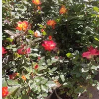 انجام کلیه خدمات باغبانی وسم پاشی|خدمات باغبانی و درختکاری|مشهد, کوشش|دیوار