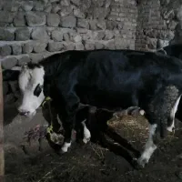 گوساله نر