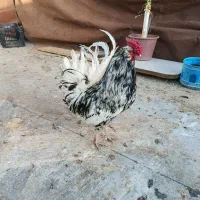 خروس