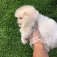 پامرانین کیفیت بمب|سگ|مشهد, آبادگران|دیوار