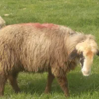 میش ترکی بختیاری