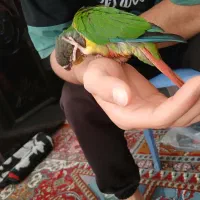 طوطی گیرینچیک|پرنده|شیراز, تندگویان|دیوار