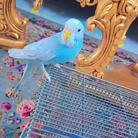 مرغ عشق|پرنده|ماهدشت, |دیوار