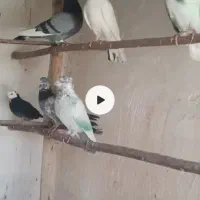 20عدد کفتر پرشی به شرط