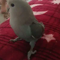 پرنده|پرنده|برازجان, |دیوار