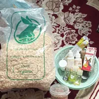 پرنده بالغ|پرنده|بهارستان, |دیوار