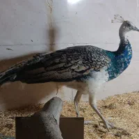 طاووس نر یک ساله