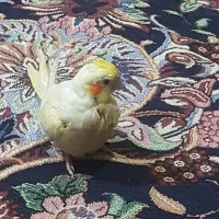 عروس هلندی دستی