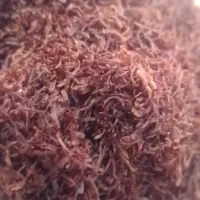 زعفران شکسته