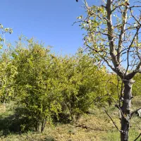 فروش باغ ۵۰۰ متری در حومه شهری خوسف زیرقیمت|فروش زمین و ملک کلنگی|خوسف, |دیوار