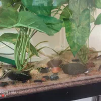 آکواریوم همراه تعداد زیادی ماهی و بچه ماهی